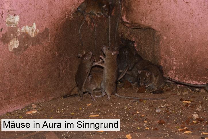 Mäuse in Aura im Sinngrund